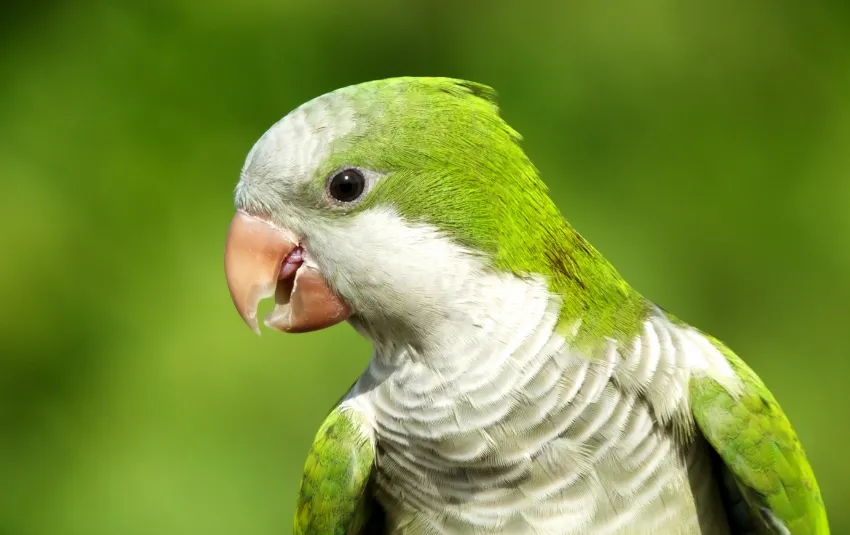 Lime green Quaker Parakeet with gray face