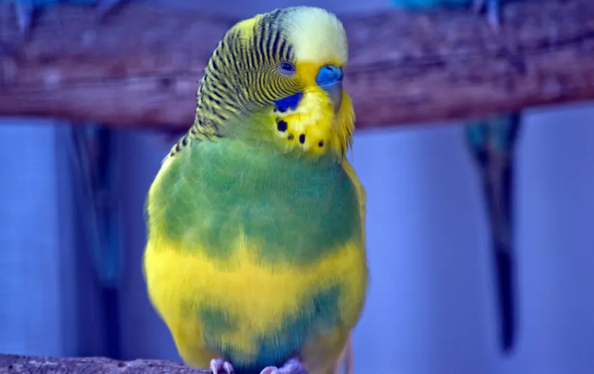 Chubby green, blue and yellow Parakeet