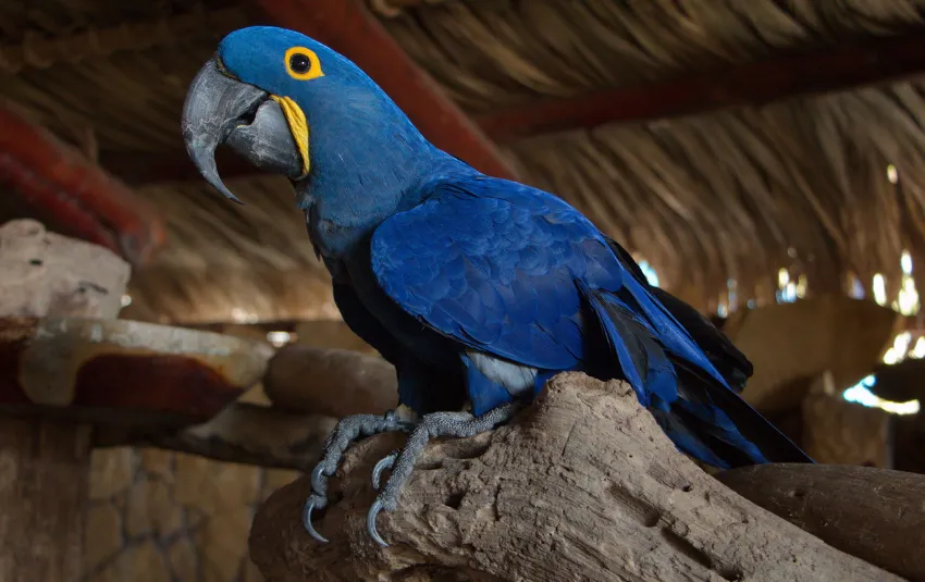 Hyacinth Macaw with deep blue feathers and yellow rings around eyes