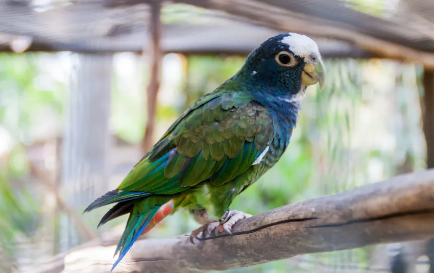 Green and blue feathered Pionus parrot
