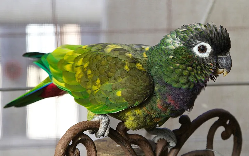Brownish green Pionus parrot sitting on metal chair