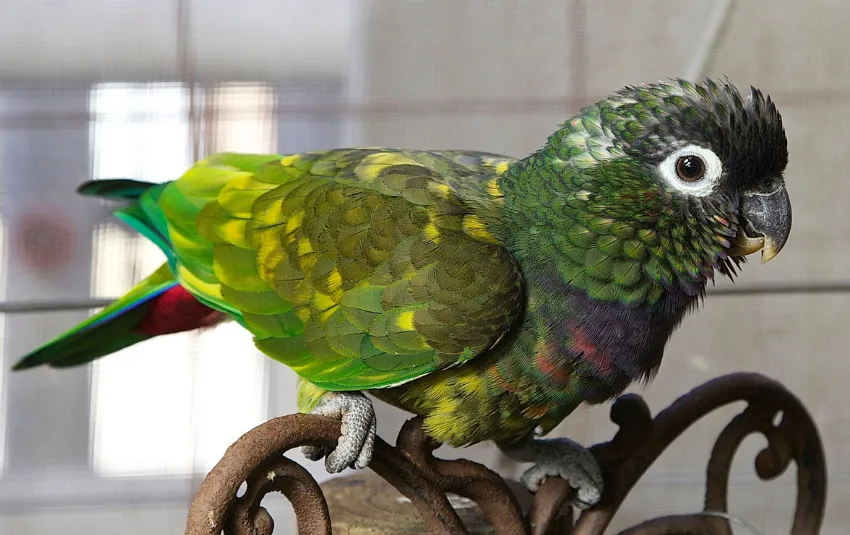 13 Types of Parrots You Can Have As Companions [+ Care Tips]