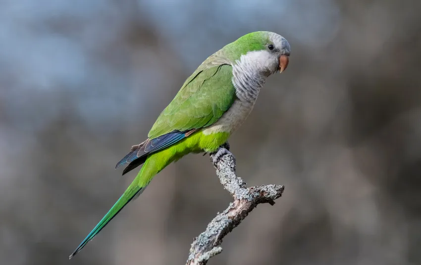 Green Quaker Parakeet with blue tinge on wings and gray face