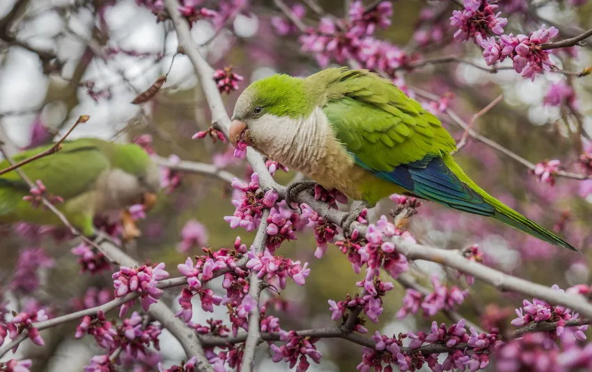 Quaker Parakeet sitting on pink flower branch