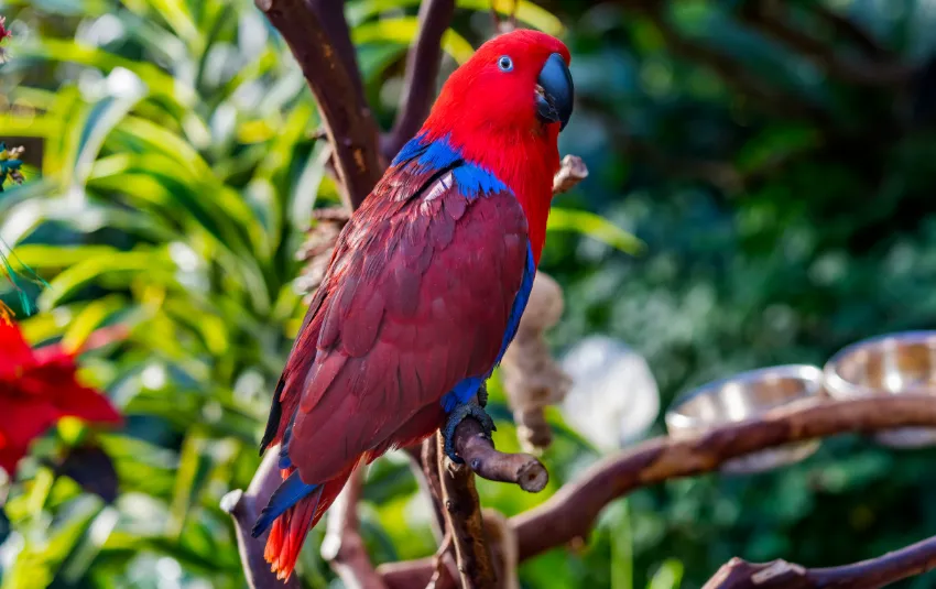 Deep red female Eclectus parrot sitting on a forest branch