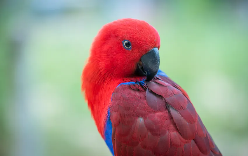 Red Eclectus parrot