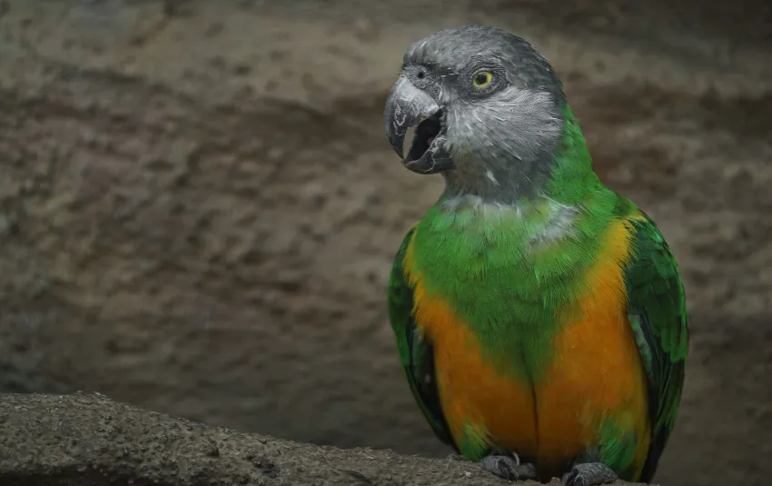 Senegal parrot with mouth open