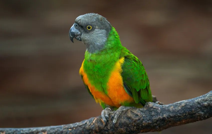 Senegal parrot sitting on a tree with head slightly tilted