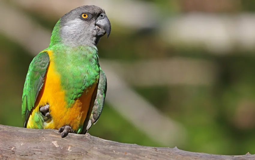 Senegal parrot with green, yellow and gray body on tree