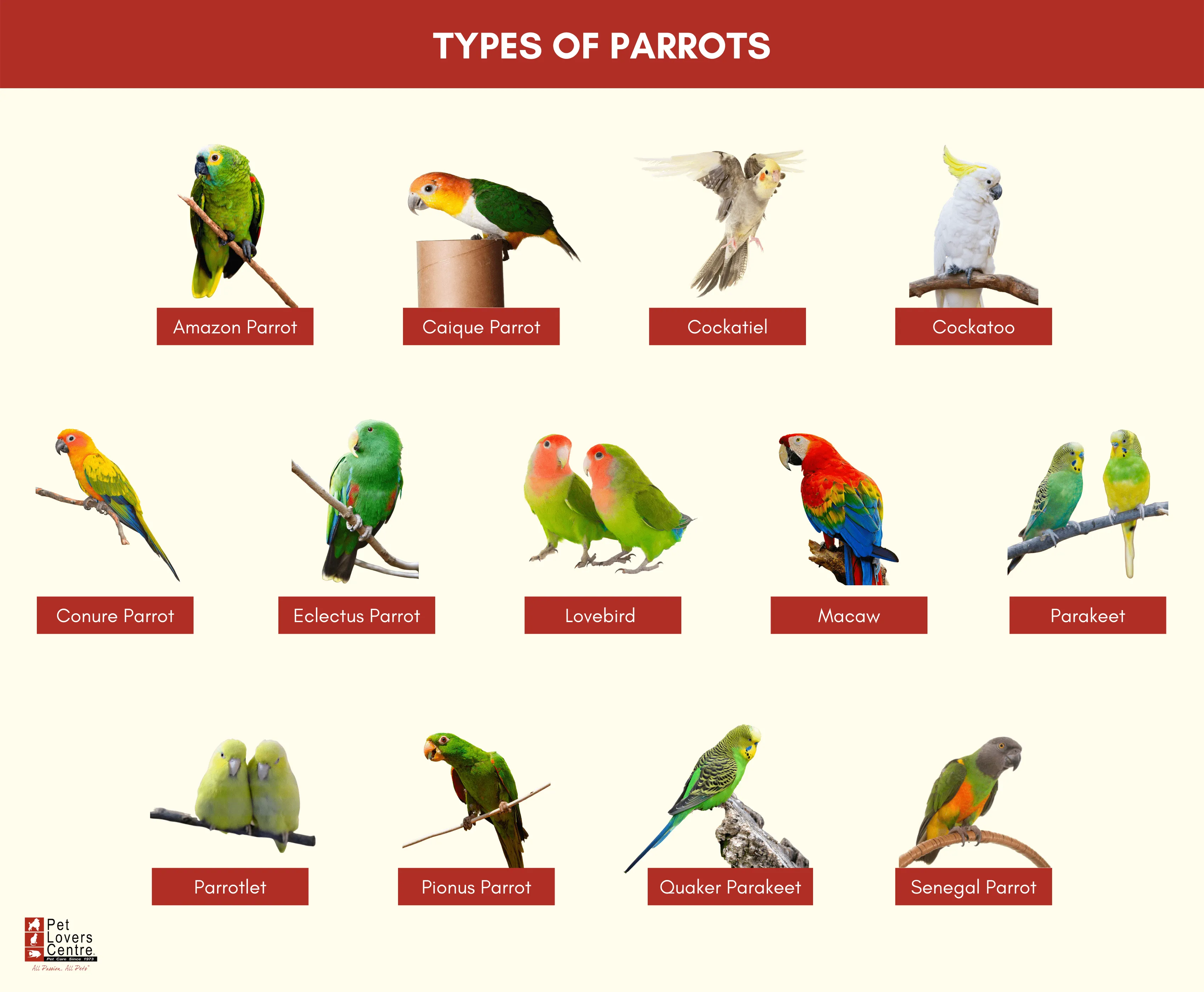 Infographic of types of parrots that can be pets