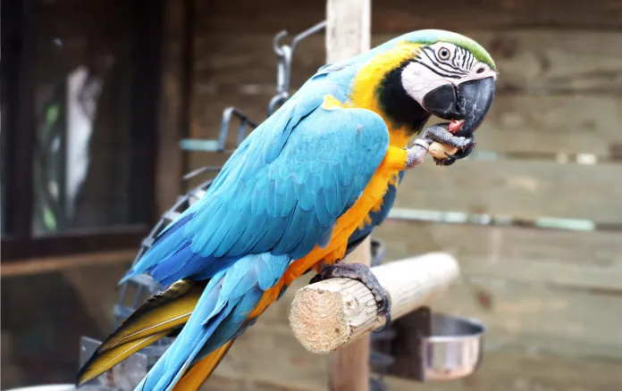 Blue, yellow and green Macaw sitting on perch