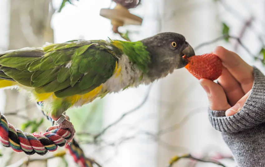 Lady feeding strawberry to pet parrot