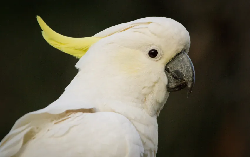 Side view of white cockatoo with yellow head crest