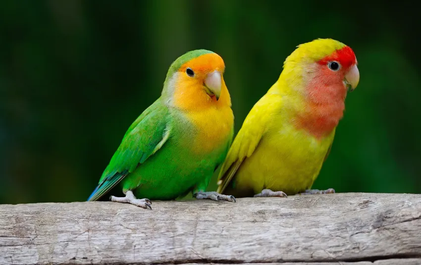 Green and orange lovebird sitting with a yellow and red lovebird