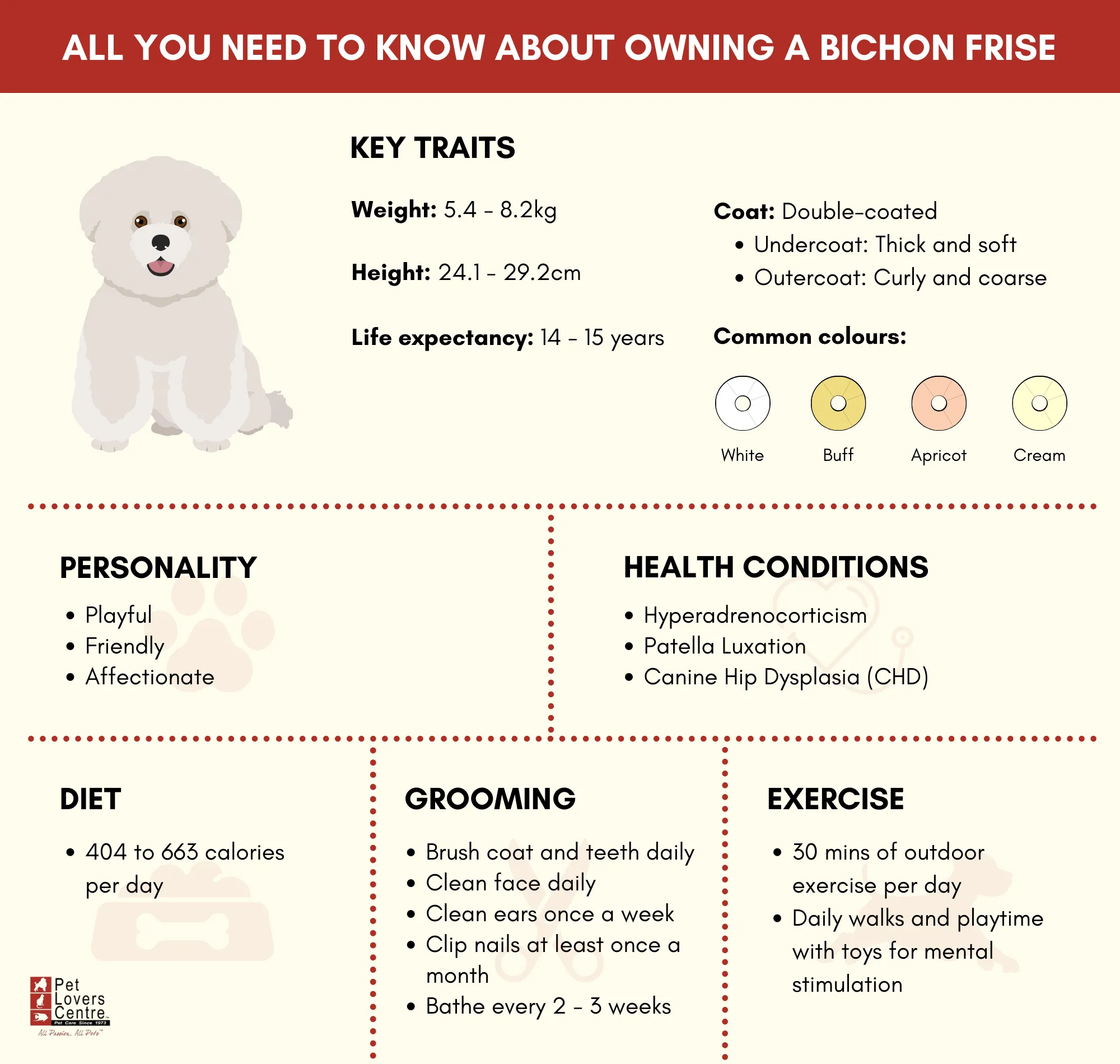 Infographic of the key traits and care needs of a Bichon Frise
