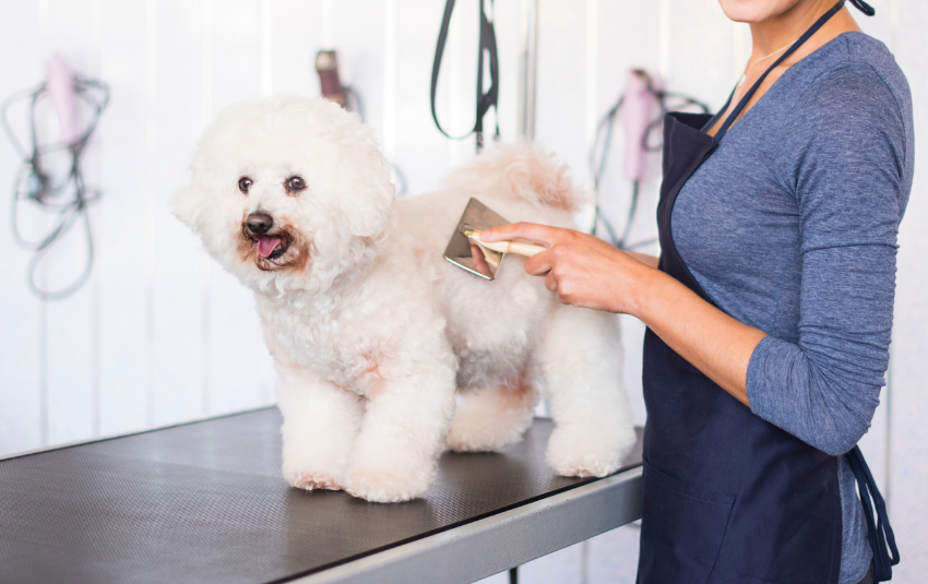 Groomer brushing a Bichon Frise