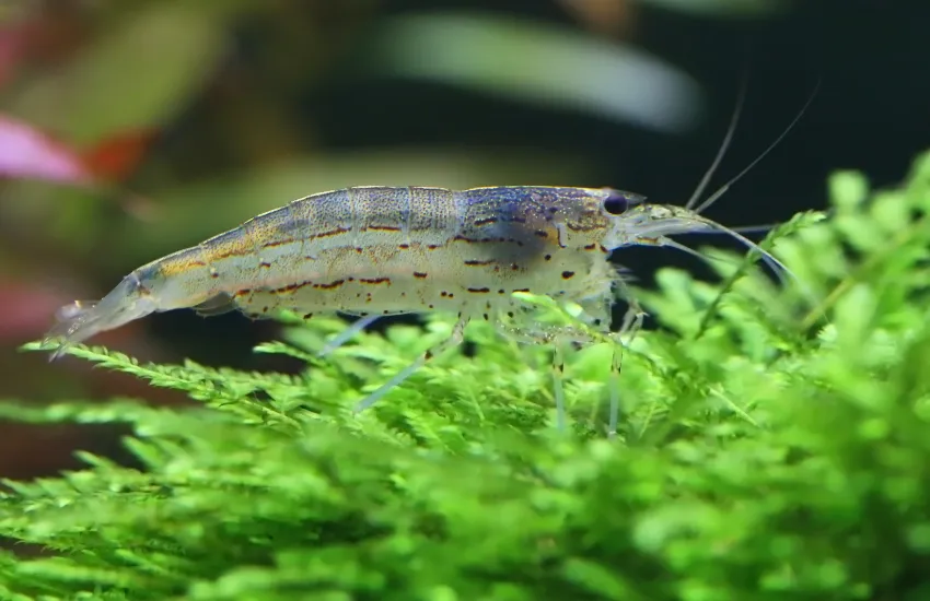 Side profile of Amano shrimp grazing on green plant