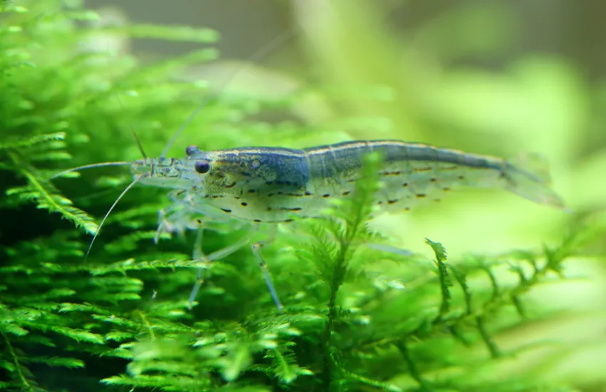 Frontal top view of Amano Shrimp near green plant