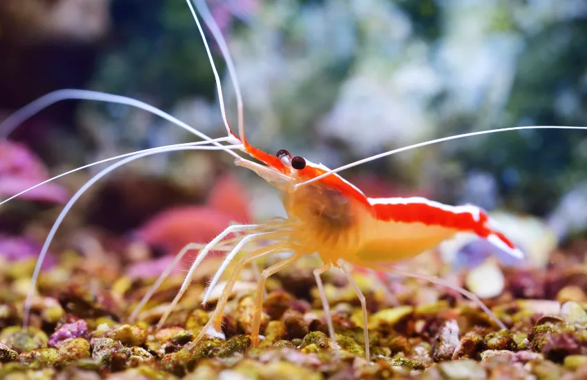 Close up of Cleaner Shrimp on small rocks