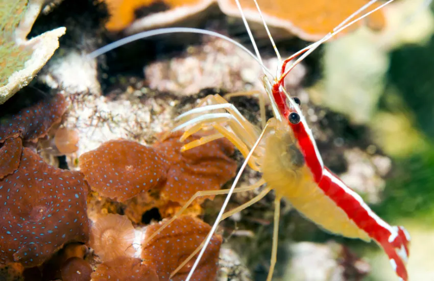 Close up of Cleaner Shrimp near corals