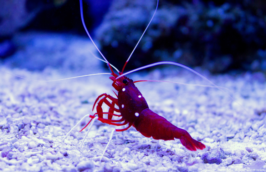 Close up of a red Fire Shrimp with white spots on its body