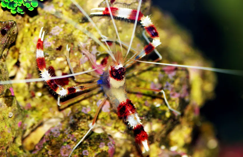Top view of Coral Banded Shrimp with red and white stripes