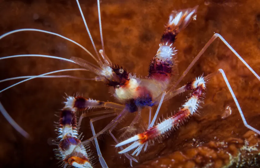 Close up of Coral Banded Shrimp with red and white stripes