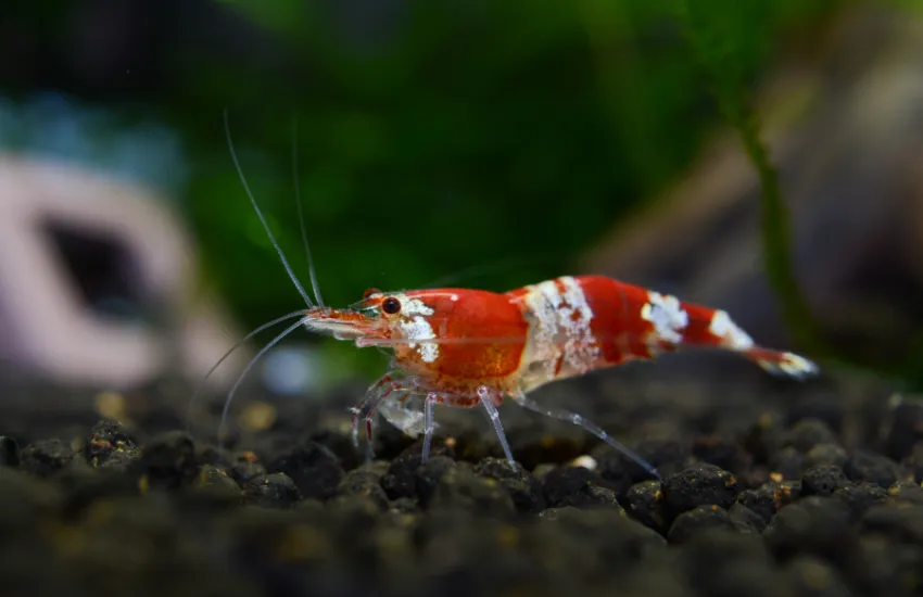 Close up of Crystal Red Shrimp on small pebbles