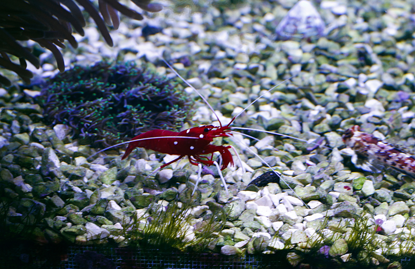 Fire Shrimp with red body and white spots at the bottom of an aquarium