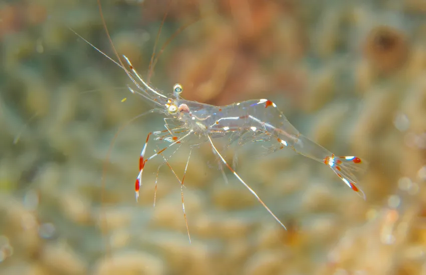 Ghost Shrimp side profile with transparent see-through body