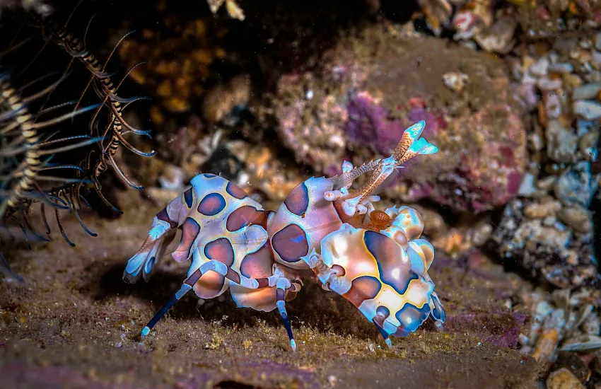 Harlequin Shrimp on a sandy bottom aquarium