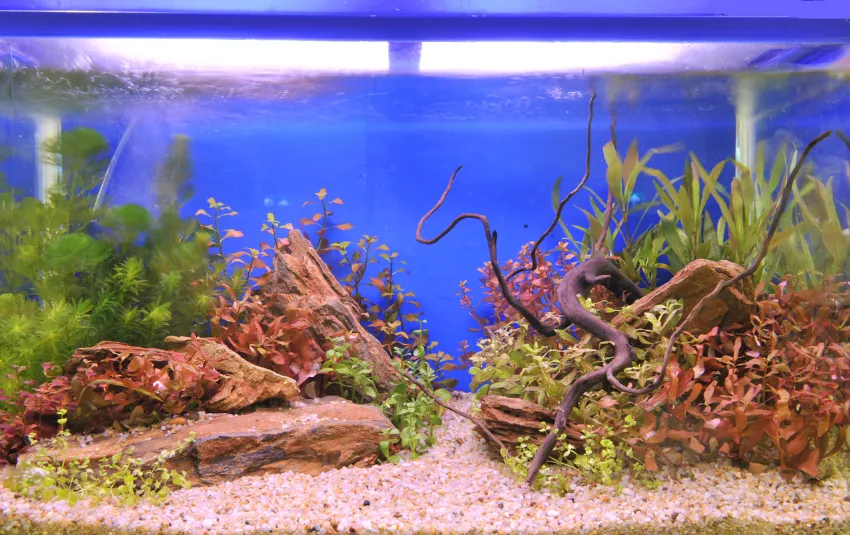 Clean aquarium with aquatic plants