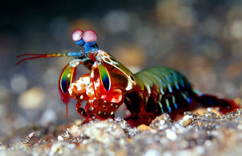 Side profile of a colorful Mantis Shrimp