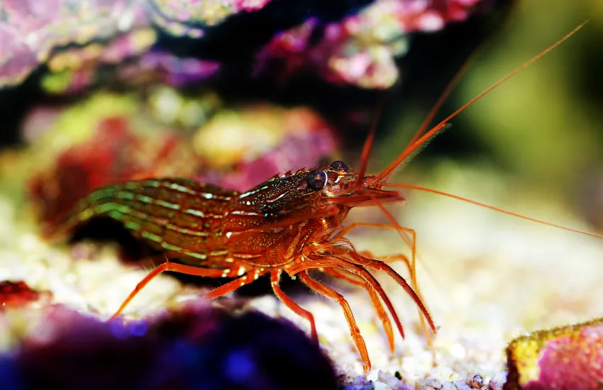 Side profile of a red Peppermint Shrimp with white details