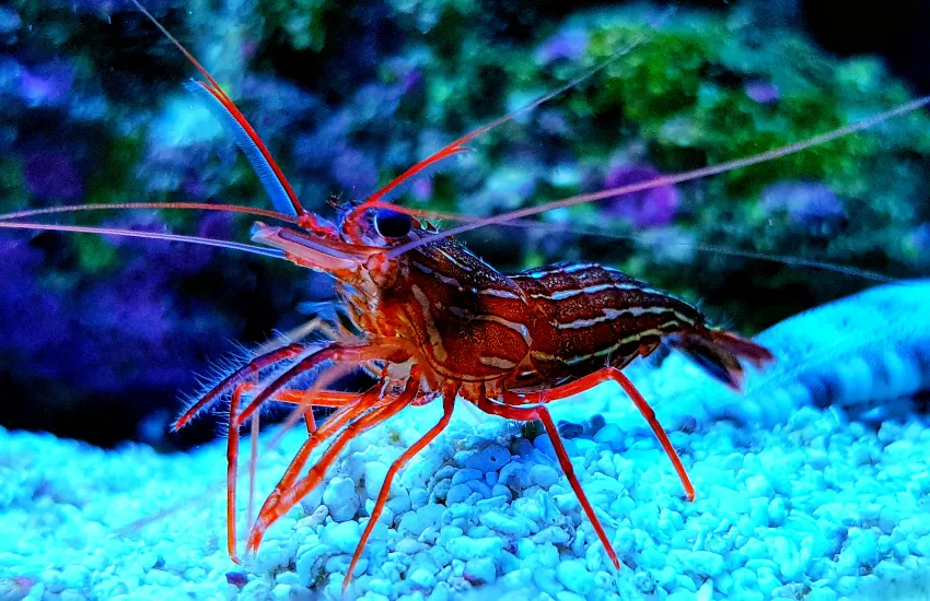 Frontal side view of a red Peppermint Shrimp on small rocks