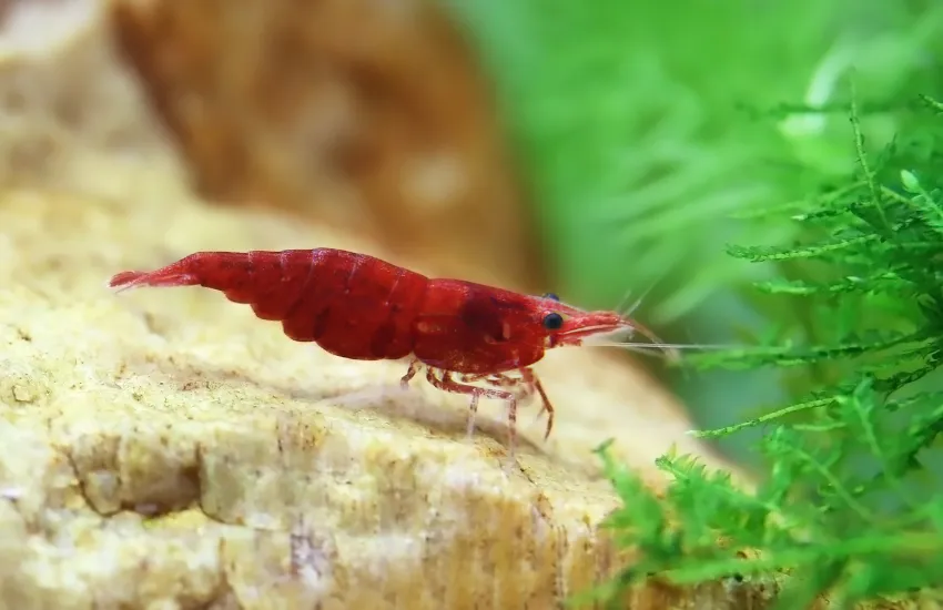 Side profile of Red Cherry Shrimp
