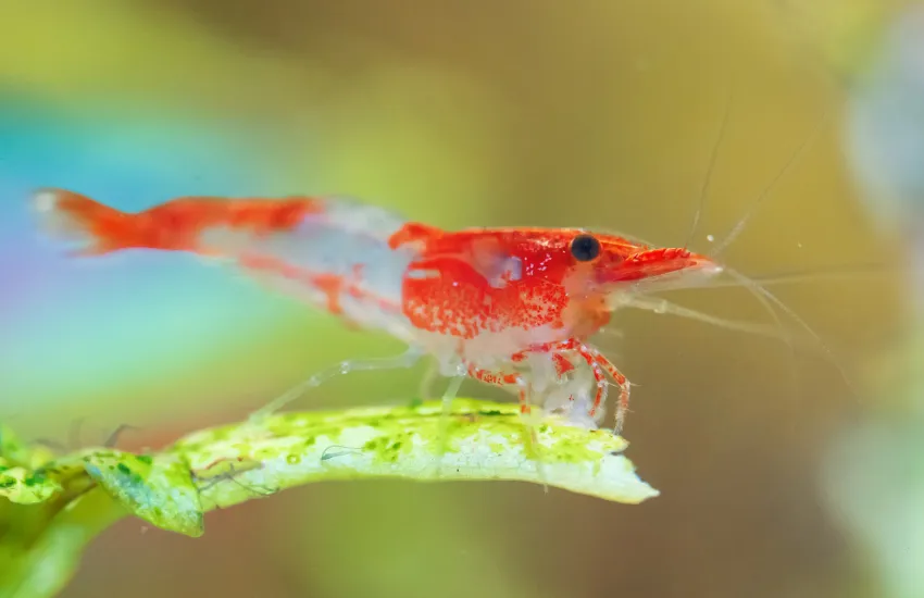 Side profile of a red Rili Shrimp with a transparent body