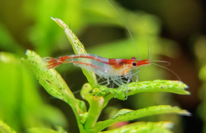 Reddish orange Rili Shrimp on aquatic plant