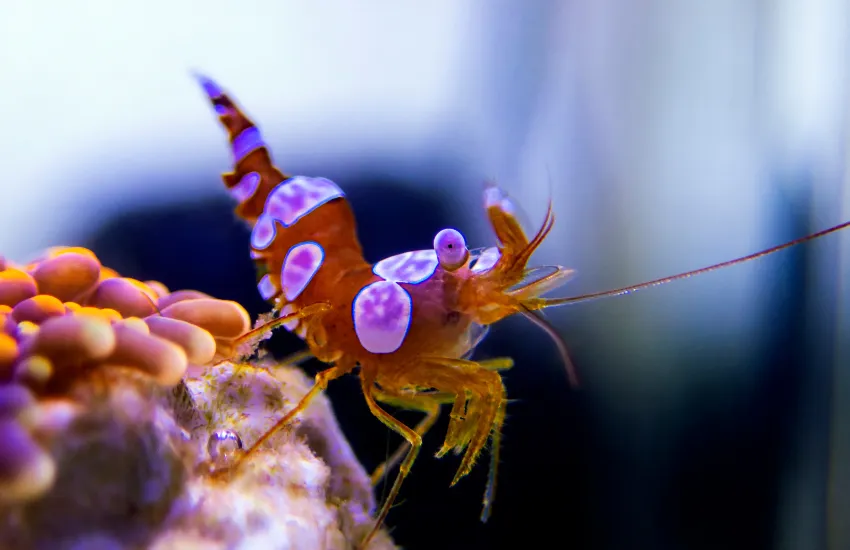 Close up of Sexy Shrimp with orange body and white spots