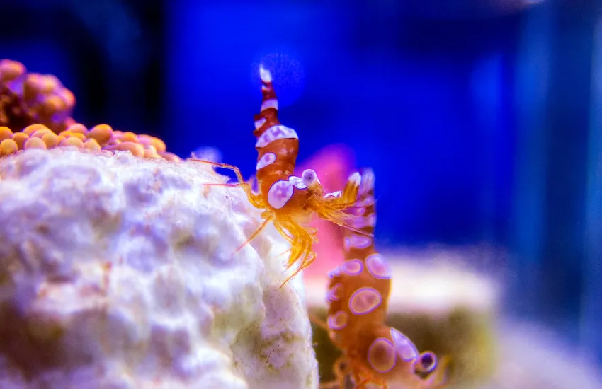 Orange and white Sexy Shrimp near corals and reefs