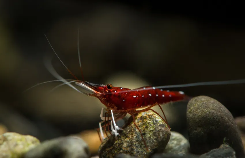 Red Sulewasi Shrimp with white spots on a rock