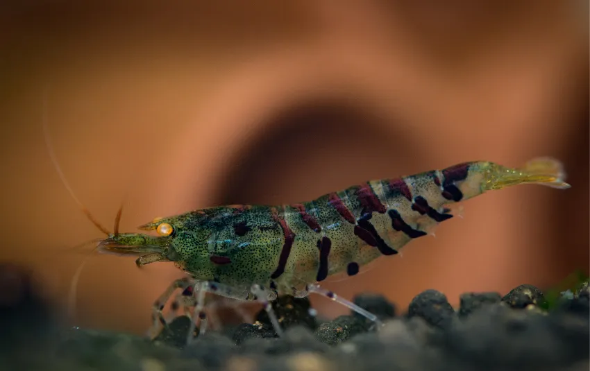 Side profile of Tiger Shrimp