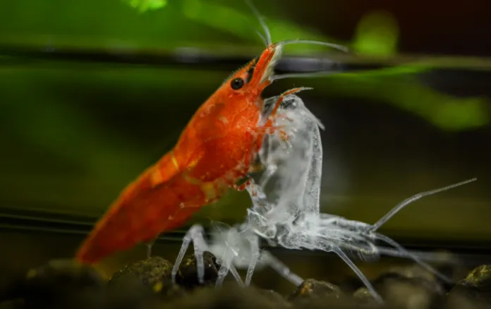 Reddish-orange shrimp molting