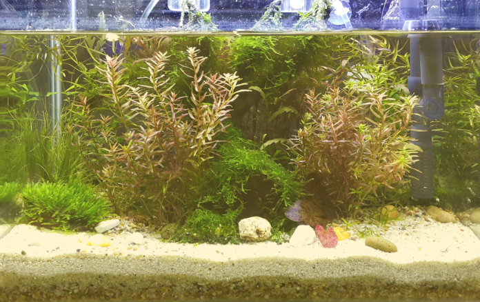 Cloudy fish tank water with green discoloration