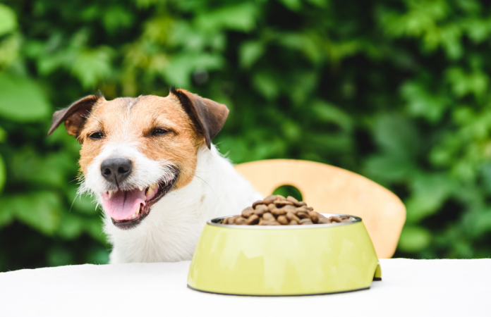 Cute dog happily smiling with a bowl of meatless dog food