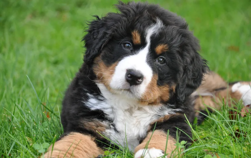 Smiling Bernese Mountain Dog lying on the grass
