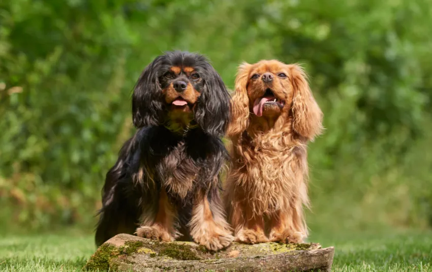 Black and brown Cavalier King Charles Spaniels looking up while sticking their tongues out