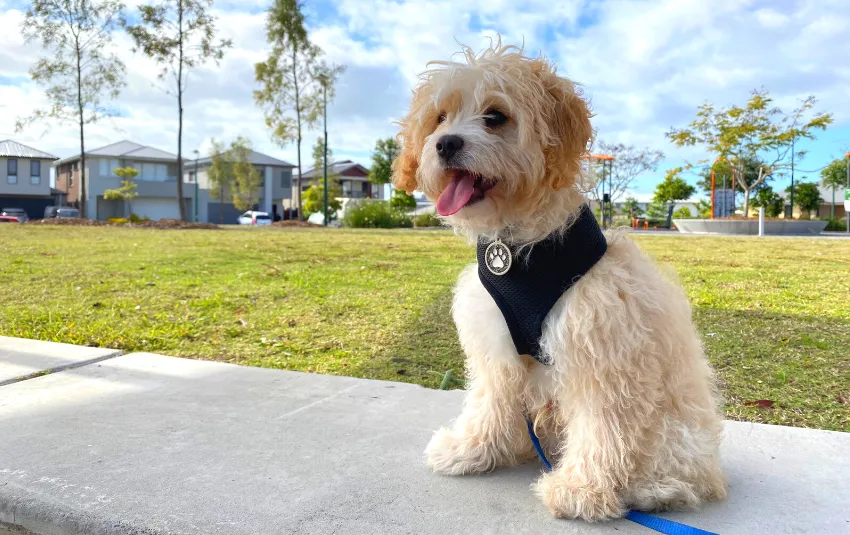 Cavapoo wearing a black coloured collar sitting on a cemented road at the park
