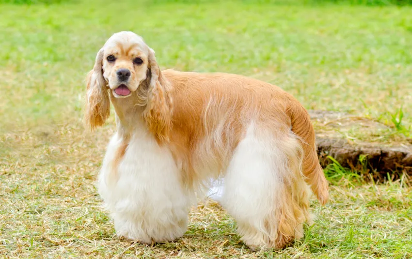 Brown and white Cocker Spaniel standing above the grass