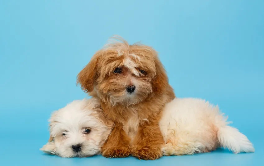 Brown Maltipoo lying at the back of a White Maltipoo